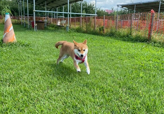 ひとりぼっちのドッグラン。楽しそうに走っている