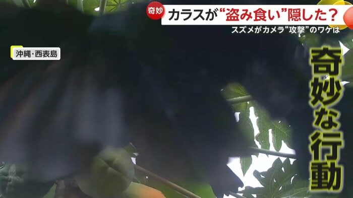 カメラに向かって飛んできた“盗み食い”カラス