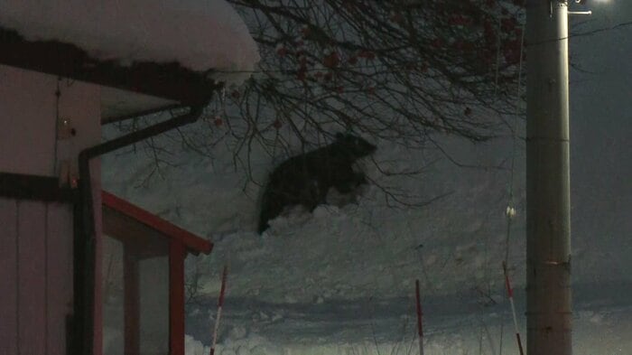 冬に雪の上を歩き回るクマ