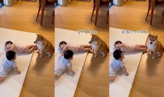 夕飯を作るママの代わりに子守(提供:柴犬 むぎさん)