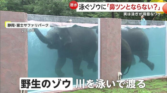 巨体で器用に泳ぐゾウたち(提供:富士サファリパーク)