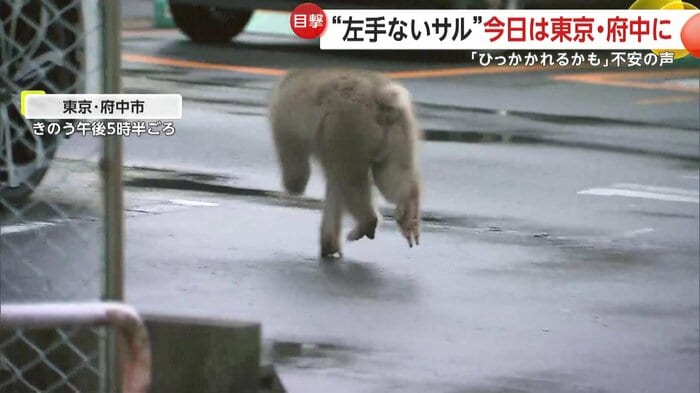 カメラから逃げるように、駐車場の中に入っていくサル