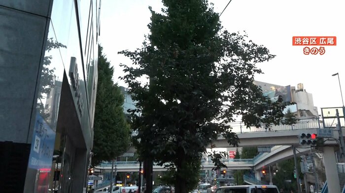 歩いて1分半の別の場所にも柿の木が