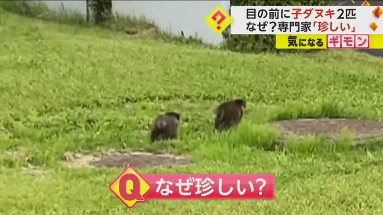 【小さな大冒険】生後1～2カ月？子ダヌキ2匹ちょこちょこ歩く　専門家「昼間に出てくるのは珍しい」　岩手・盛岡｜FNNプライムオンライン