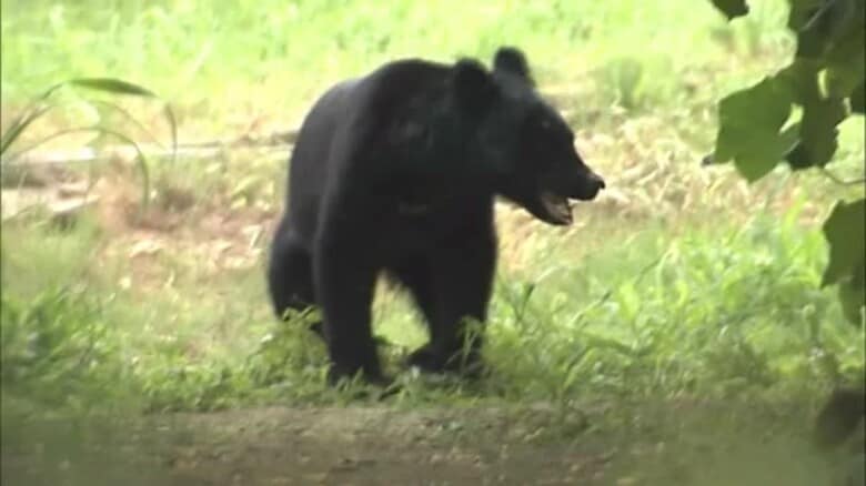 八幡平登山中にクマに襲われ男性がけが　2025年初めての人身被害　秋田　　｜FNNプライムオンライン