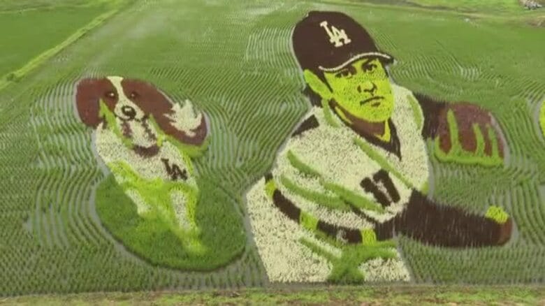 “大谷翔平選手田んぼアート”ファンで賑わう　地元・奥州市で見頃迎える　岩手県｜FNNプライムオンライン