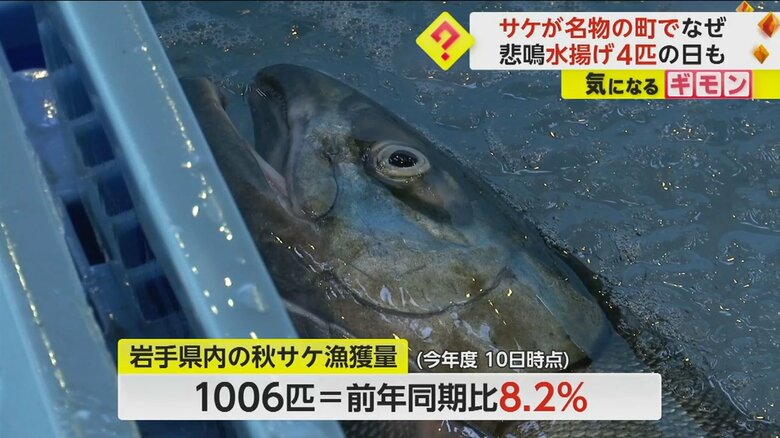 「今年は特に少ない」サケが名物の町で悲鳴　水揚げ4匹の日も…正月用“新巻きザケ”作れない可能性も　岩手・宮古市｜FNNプライムオンライン