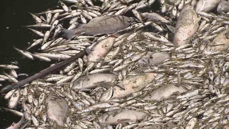 東京・江東区の川でボラなど魚が大量死「昨日までこんなじゃなかった」悪臭で110番多数　ゲリラ雷雨による水中酸素量減少が影響か｜FNNプライムオンライン