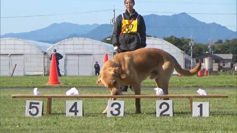 シェパードなど23頭が合格目指す…三重県警『嘱託警察犬』の審査会 嗅覚や指示通り行動できるか等がポイントに|FNNプライムオンライン