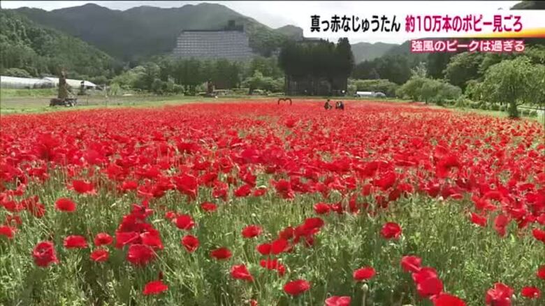 10万本のポピーが一面に　福島・猪苗代ハーブ園で見ごろ迎える　例年より10日早く満開に｜FNNプライムオンライン