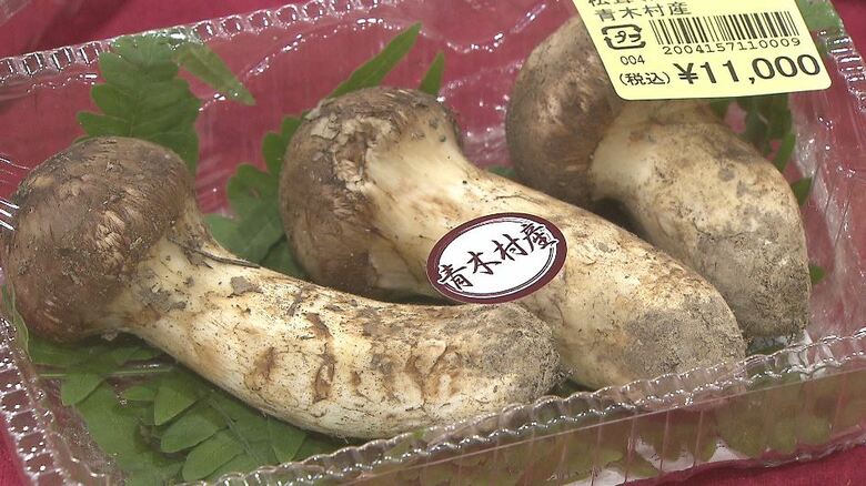 道の駅に長い行列　お目当ては「マツタケ」　長さ約20cm、重さ100g超　値段は1万5500円　長野・青木村｜FNNプライムオンライン