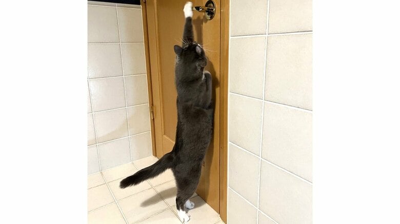 飽きたら出ていく？飼い主のトイレ中にドアを開けて押し入る猫が手慣れている…のぞきに来る理由を聞いた｜FNNプライムオンライン