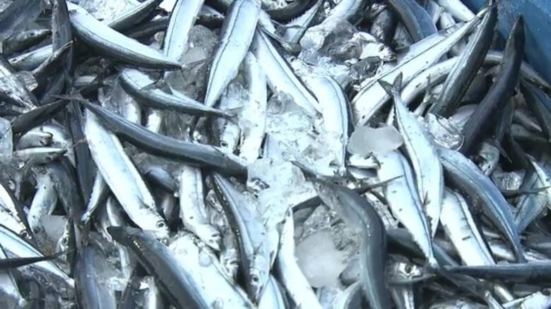 謎多きサンマの生態　不漁続きで価格が高騰…再び大衆魚として食卓へ　世界でも珍しい繁殖・研究を行う水族館の挑戦【福島発】｜FNNプライムオンライン