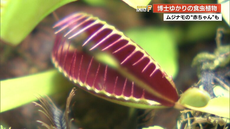 ネズミやトカゲも捕まえる！？自然界の神秘「食虫植物」展　国内で初めて発芽確認の「ムジナモ」の展示も【高知発】｜FNNプライムオンライン