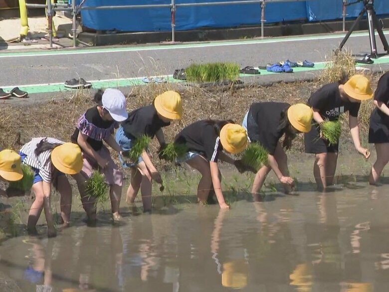 日本酒造りに適した“山田錦”…小学生が田んぼで田植えに挑戦 SDGsの取り組みの一環で米作りを体験｜FNNプライムオンライン