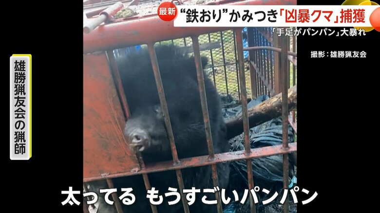 「今年のクマかなり危険」“凶暴クマ”鉄檻かみつき大暴れ…旅館に“居座り”も　死亡者数過去最多13人　「クマよけ鈴」生産追いつかず｜FNNプライムオンライン