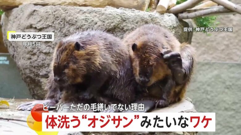 体洗うオジサン！？熱心に毛繕いをするビーバーたちが話題…理由は油をカラダに塗り“体温維持”　兵庫「神戸どうぶつ王国」｜FNNプライムオンライン