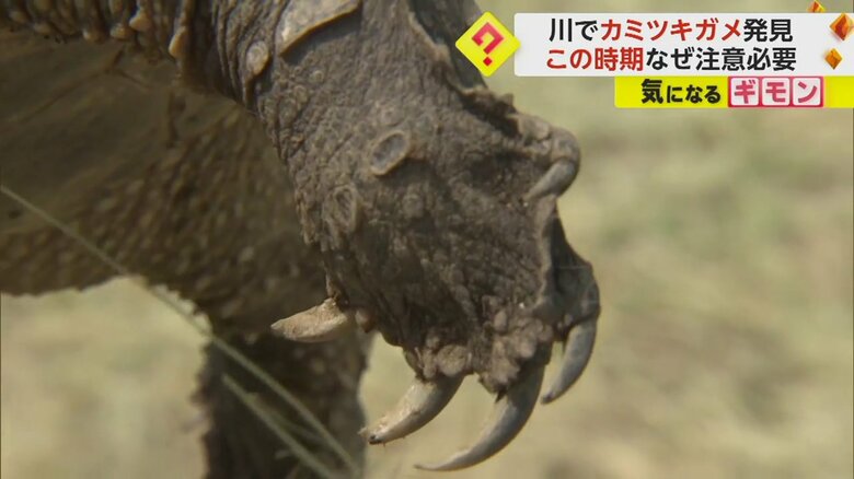 カミツキガメの鋭いツメ