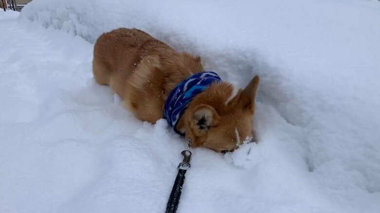提供：むぎん家＠きよらさん