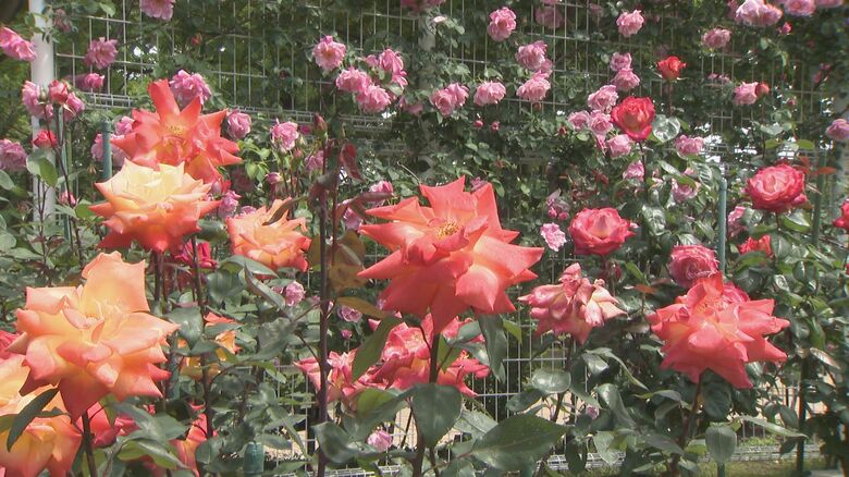 バラ園は市民の憩いの場