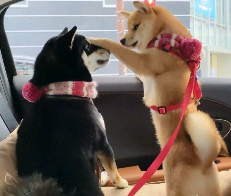 提供：豆柴あさのんさん