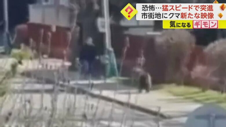 クマが人に向かって突進する瞬間の映像①