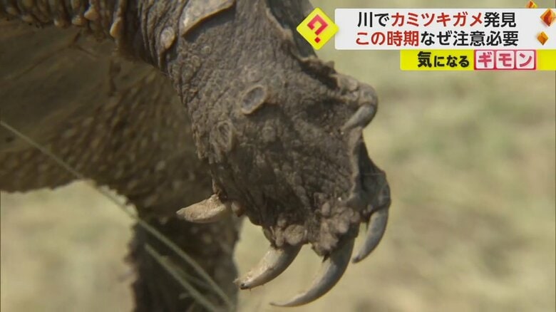 カミツキガメの鋭いツメ