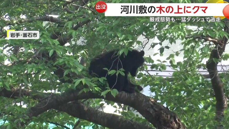 しばらく木の上に留まっていたクマ
