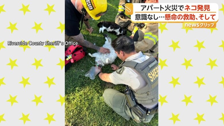 救出されたネコたち（Riverside County Sheriff's Office）