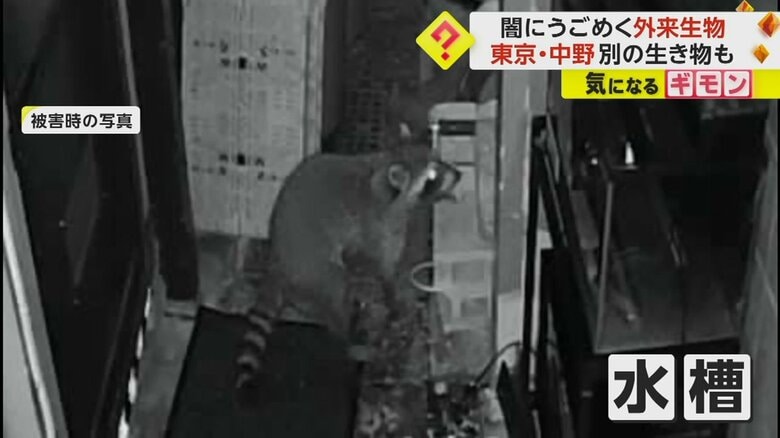 動物が画面右の水槽を狙っている