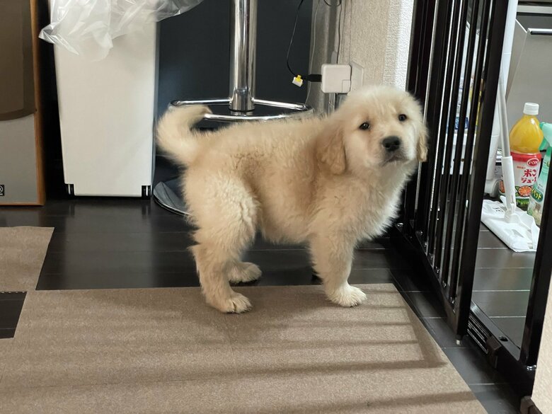 小さなころからモフモフ感がすごい