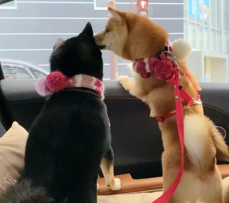 提供：豆柴あさのんさん