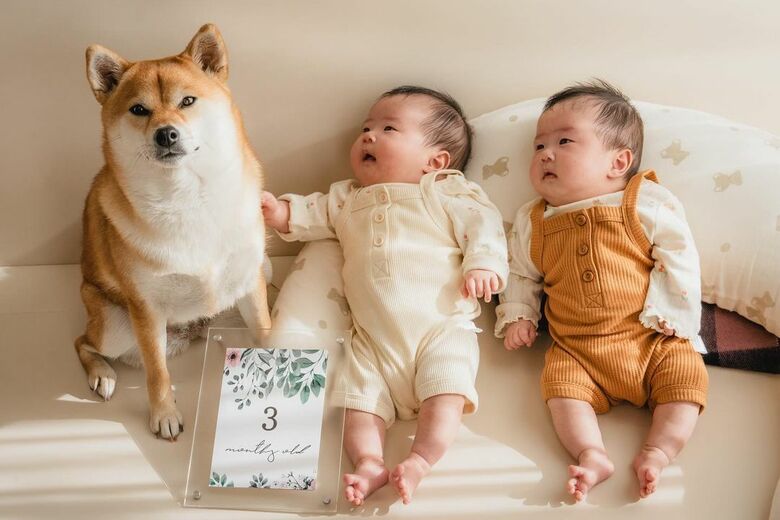 生後3カ月（提供：柴犬　むぎさん）