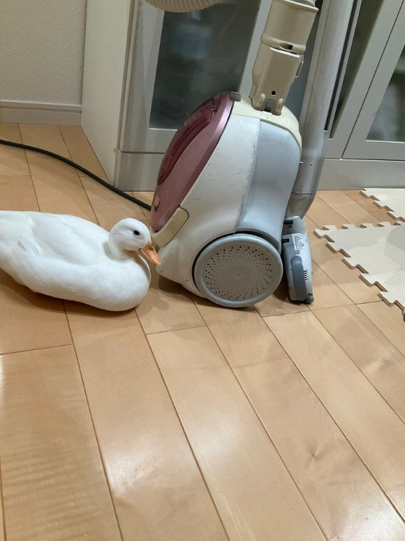 掃除機のそばがお気に入りの様子