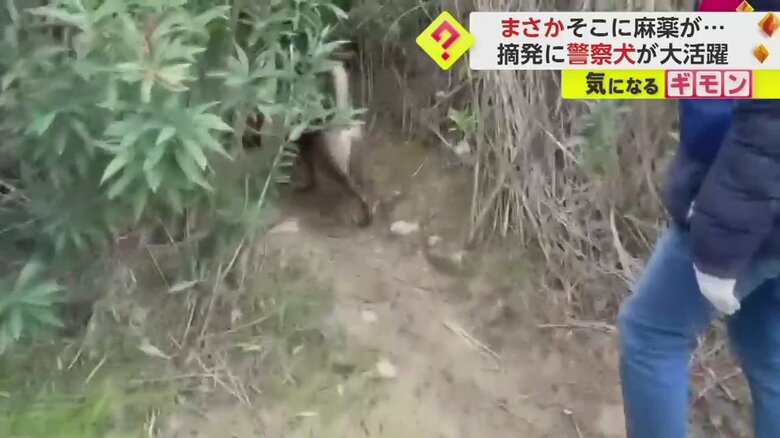 麻薬を嗅ぎ分け、藪の中へ入っていく警察犬（画像：IHA）