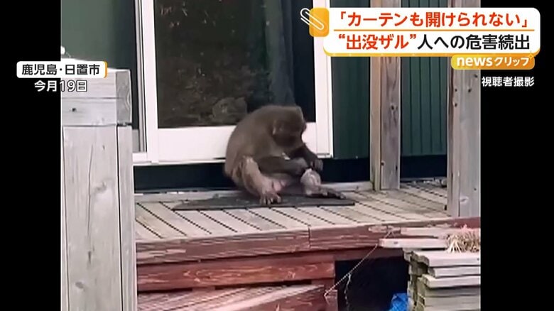 縁側で毛づくろいをするサル