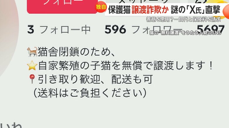 猫の無償譲渡をうたうSNS