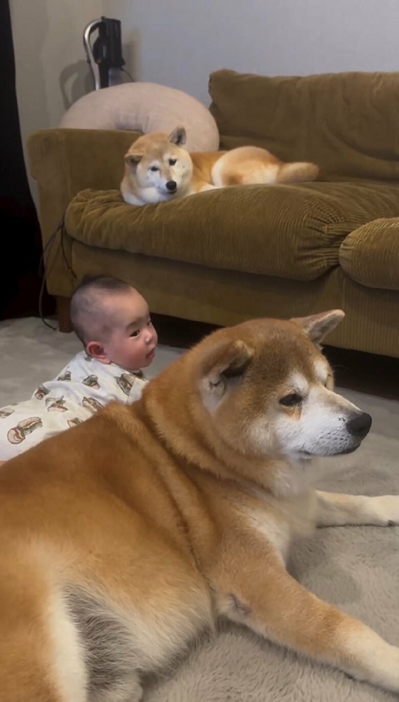 そんな娘さんとべりやんくんの様子を、ソファの上からむくみちゃんが見ていた