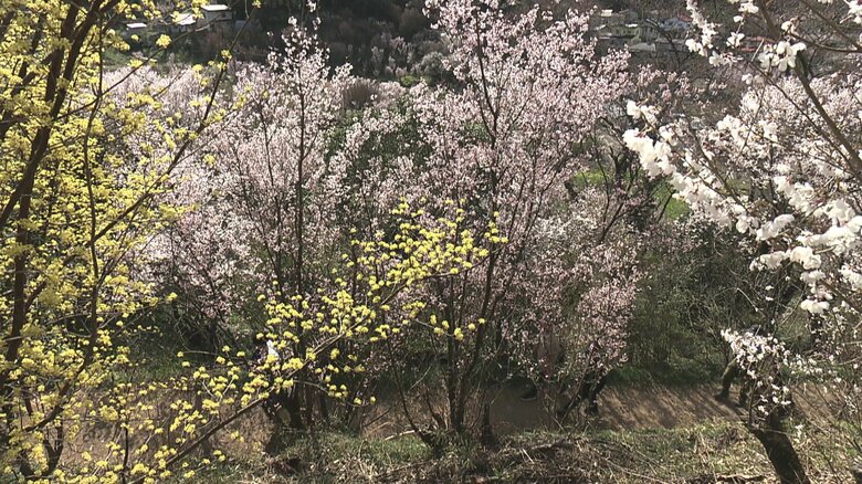 桜のトンネルを散策