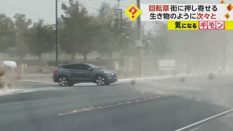 道路に転がるタンブウィードに走行を妨げられる車の様子
