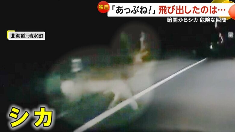 突然飛び出してきた一頭のシカ