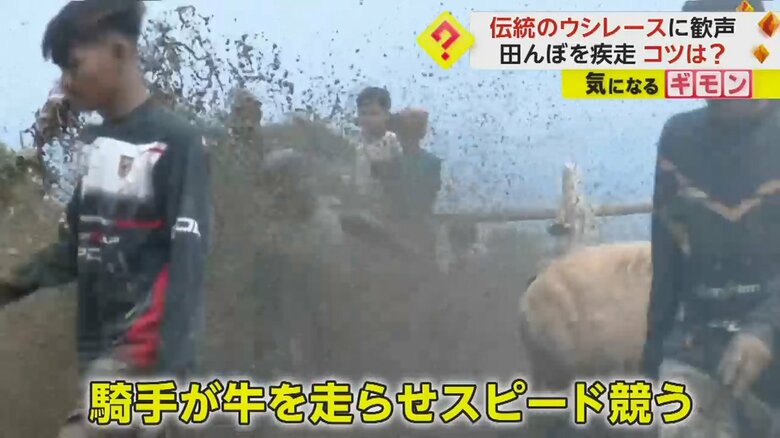 田んぼの中を泥を跳ね上げて駆け抜ける牛たち