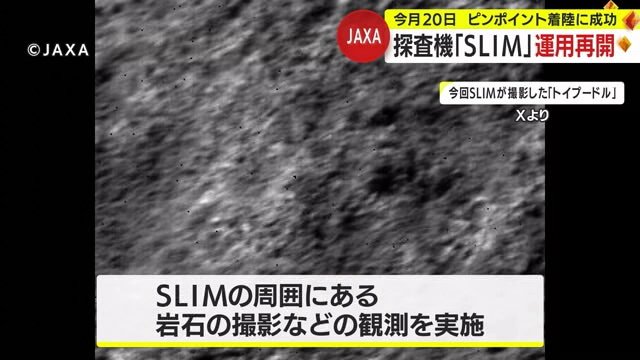 SLIMが撮影した「トイプードル」