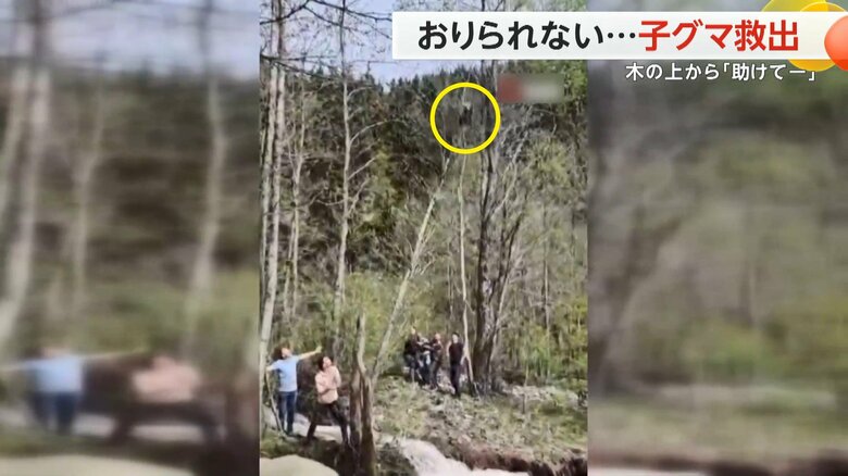 倒れる木にしがみついた子グマ