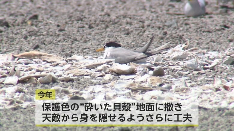 天敵対策に砕いた貝殻まく