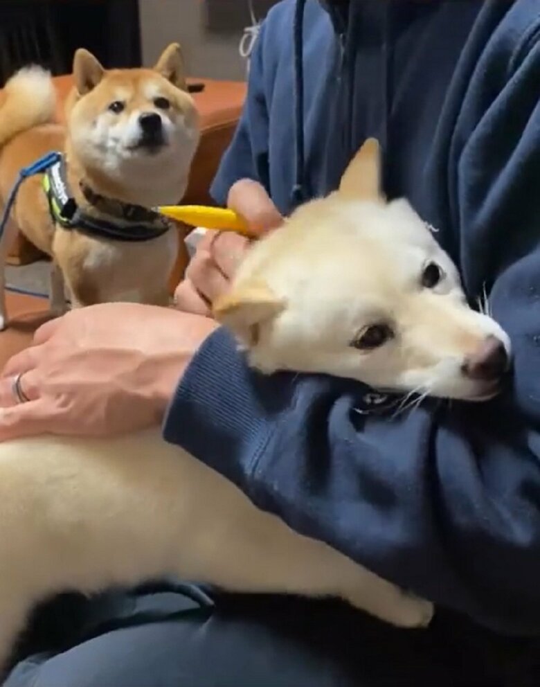 「ボクはここにいるよ」くーんと悲しげに鳴いて訴える