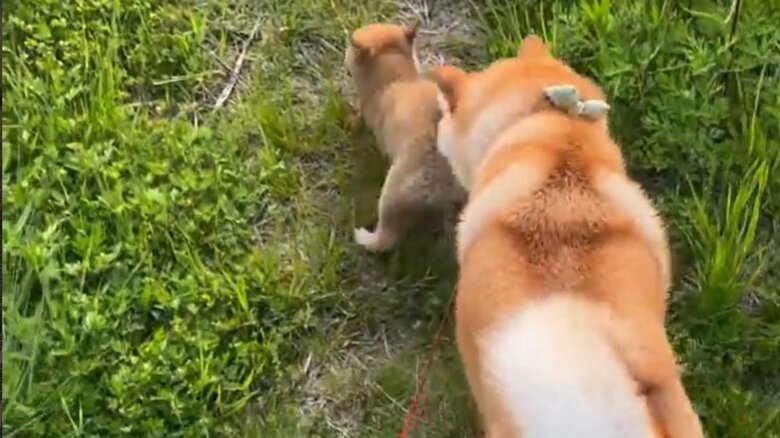 姉妹で散歩することも増えた