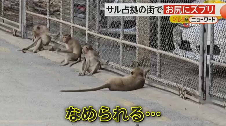 地元の生活に被害が出ている街を占拠するサルたち
