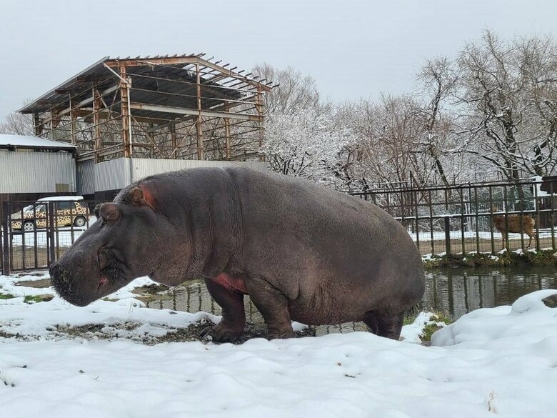 のしのし（提供：那須サファリパーク）