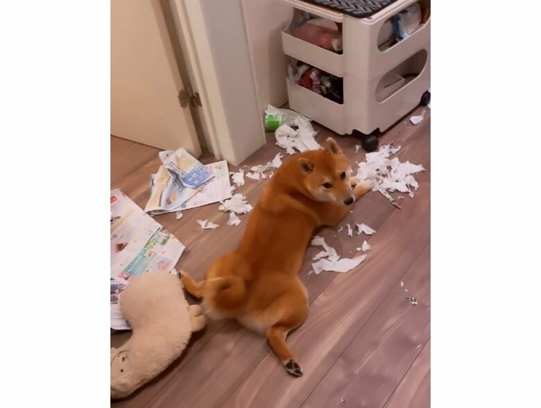 提供：柴犬はらみさん